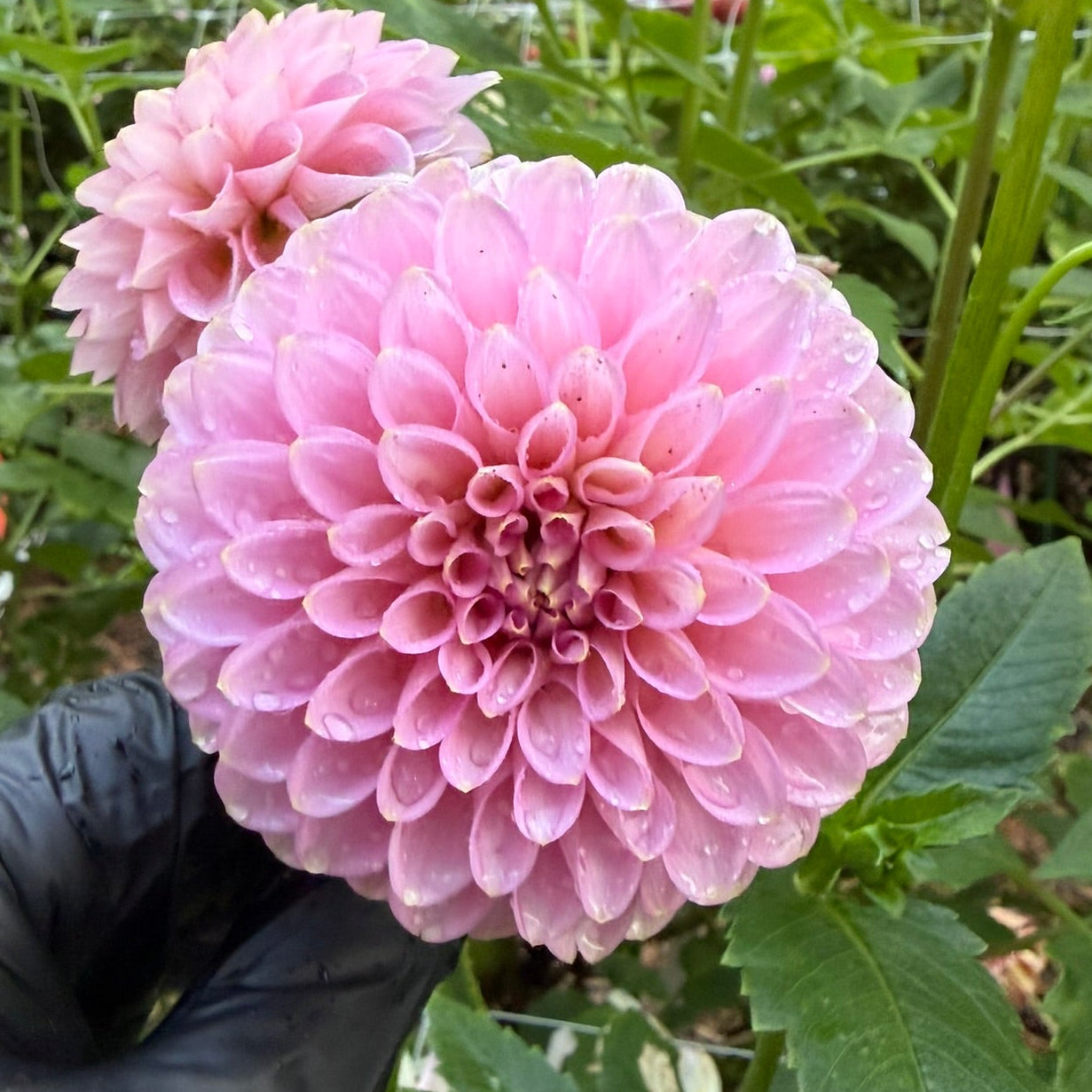 Bloomquist Pink Parfait