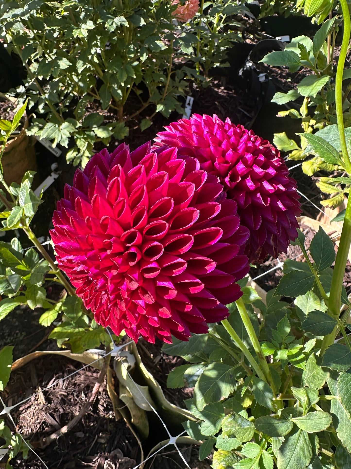 Barbarry Aloha