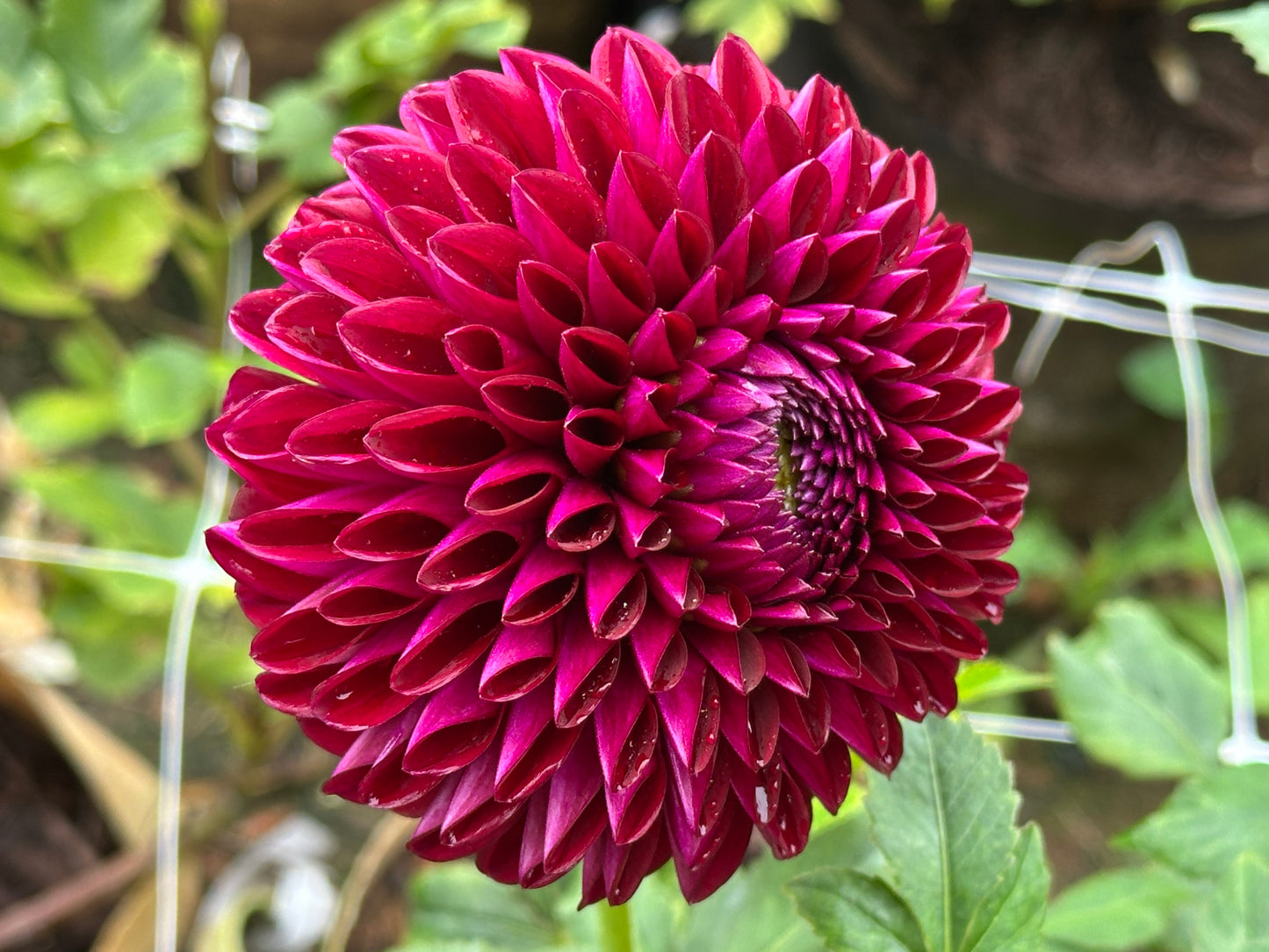 Barbarry Aloha