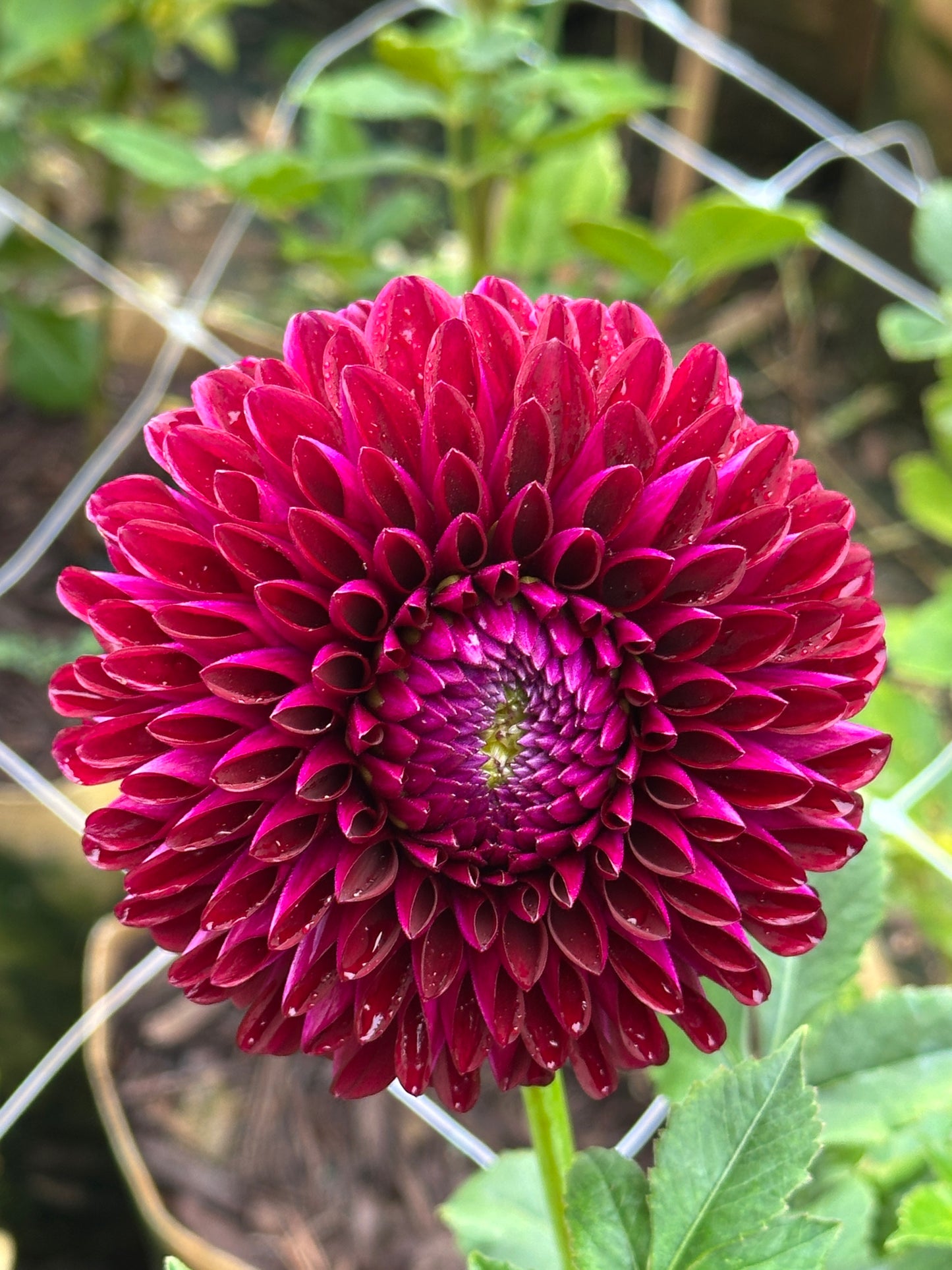 Barbarry Aloha