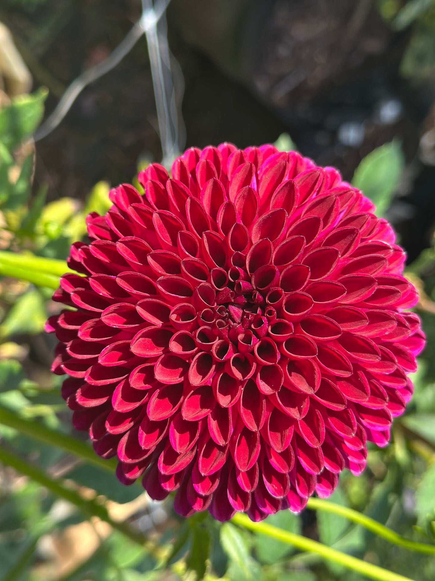 Barbarry Aloha