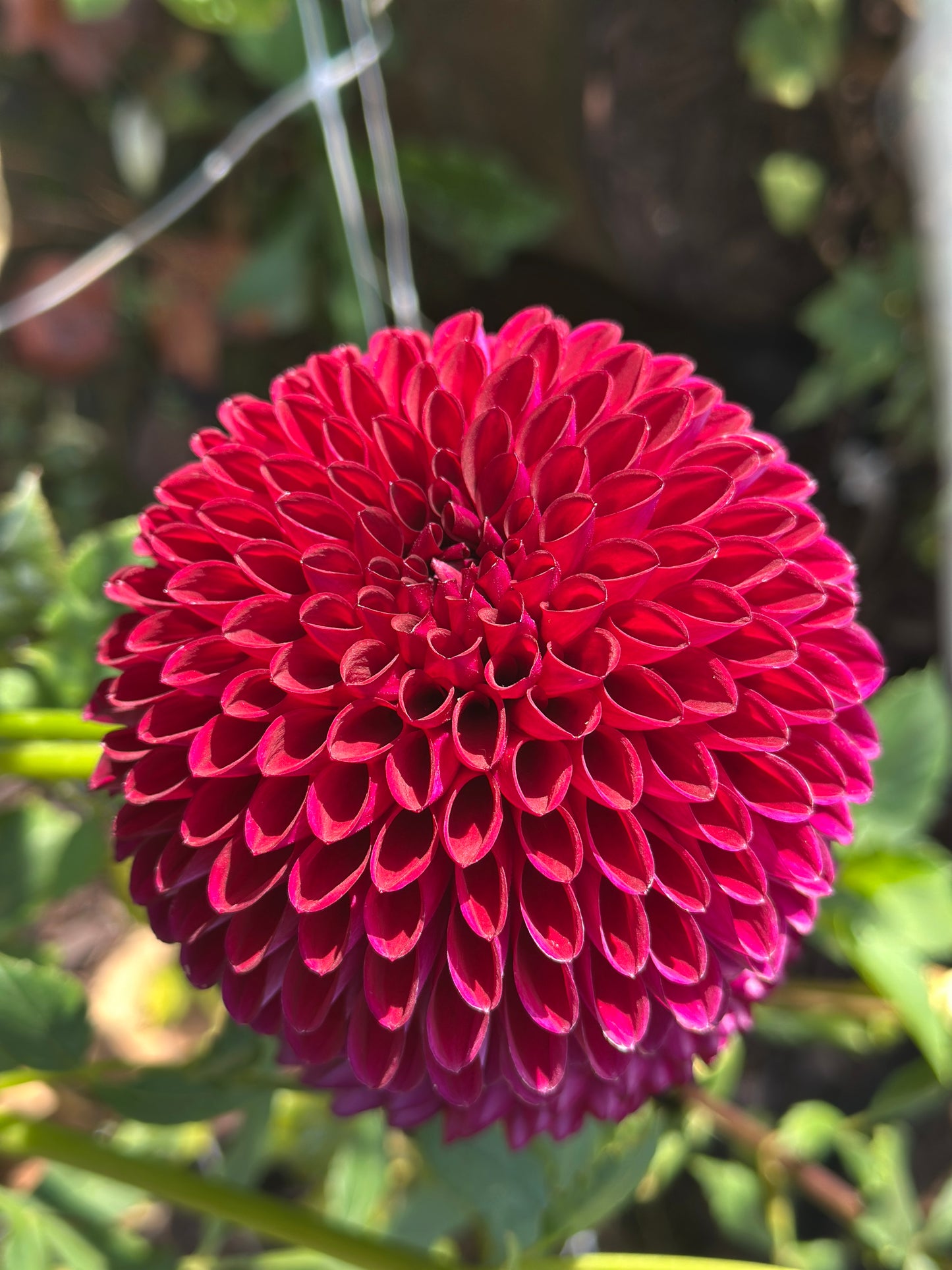 Barbarry Aloha