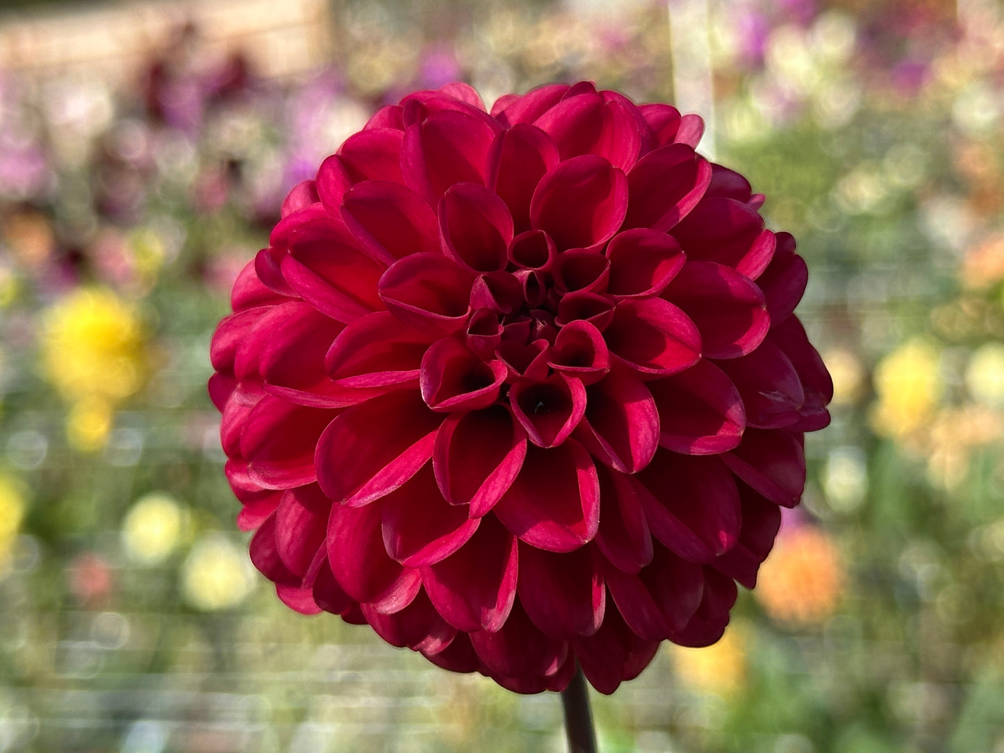 Bazuin Pink
