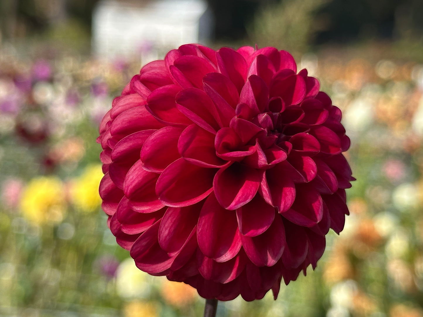 Bazuin Pink