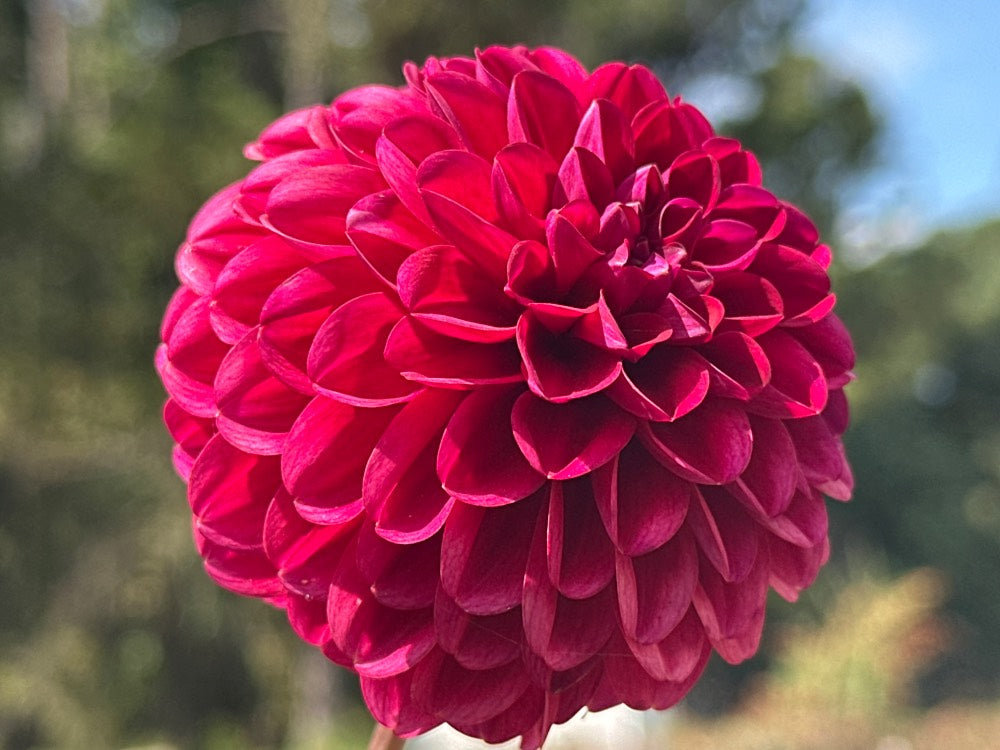 Bazuin Pink