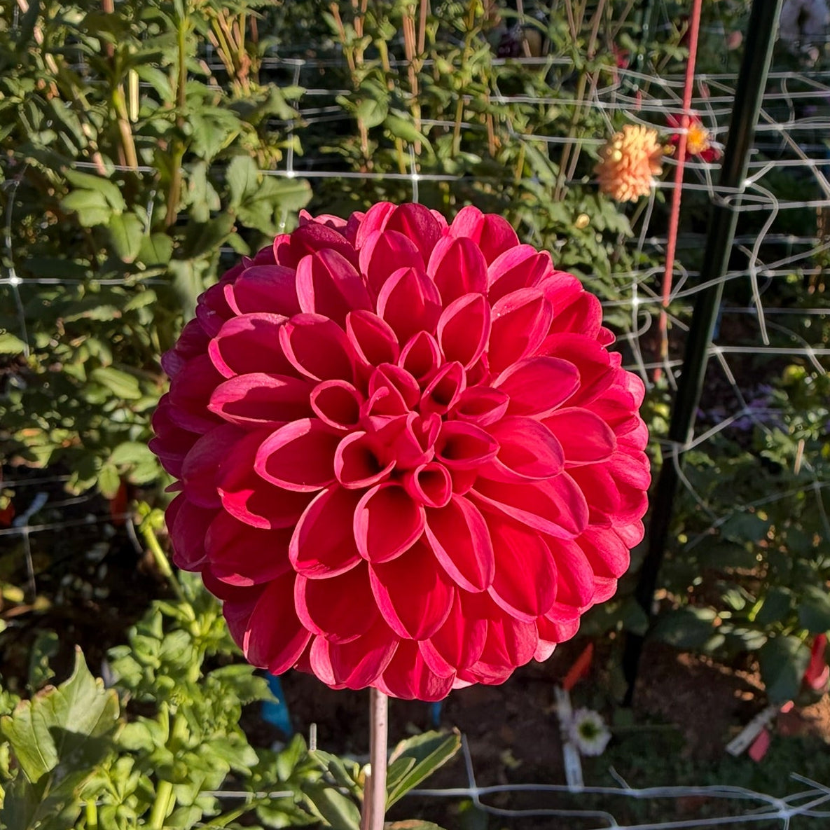 Bazuin Pink