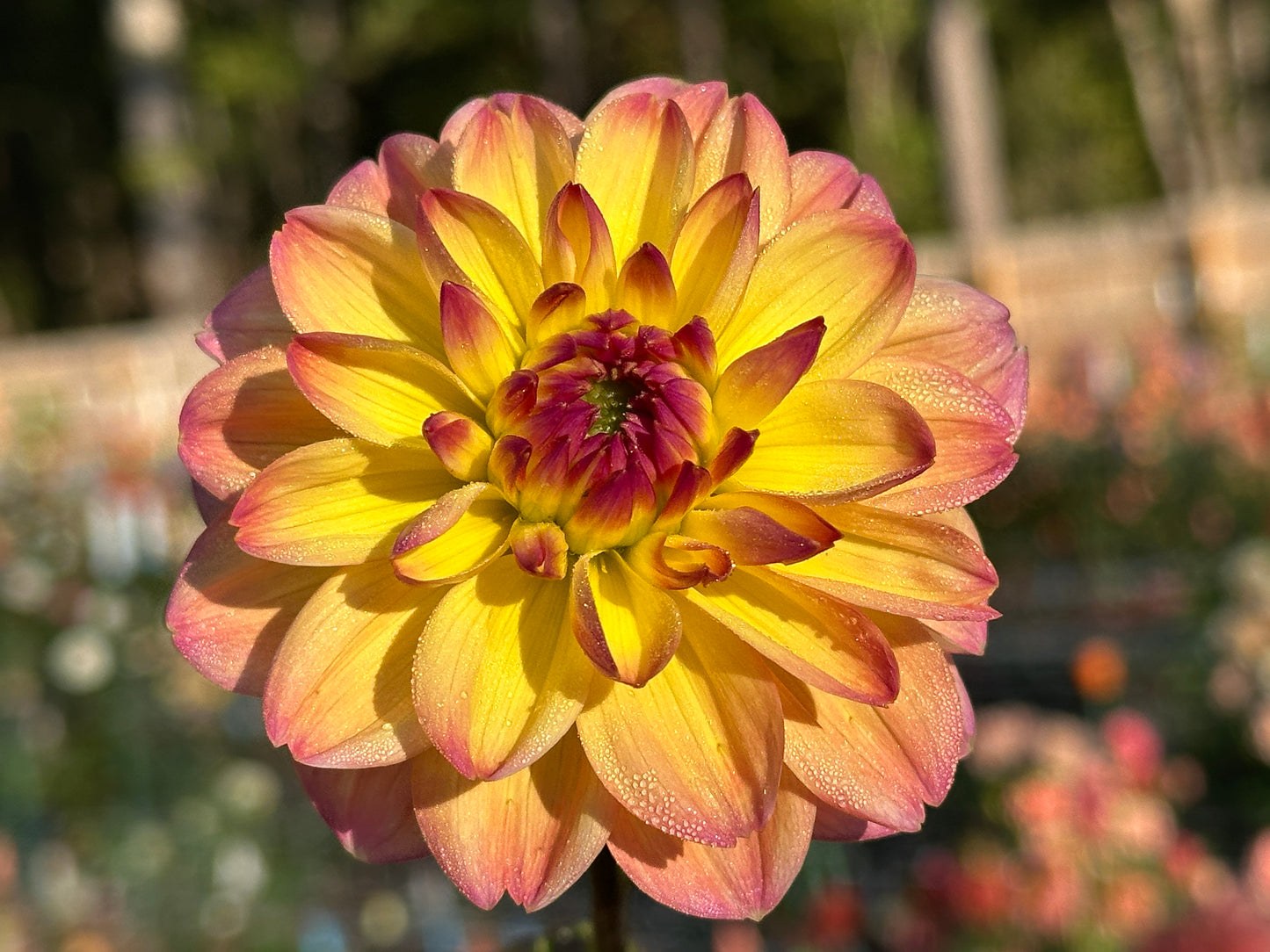 Bea