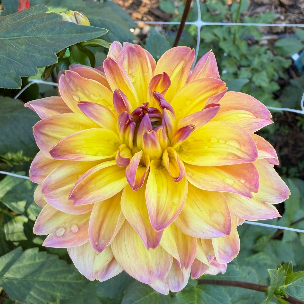 Bea