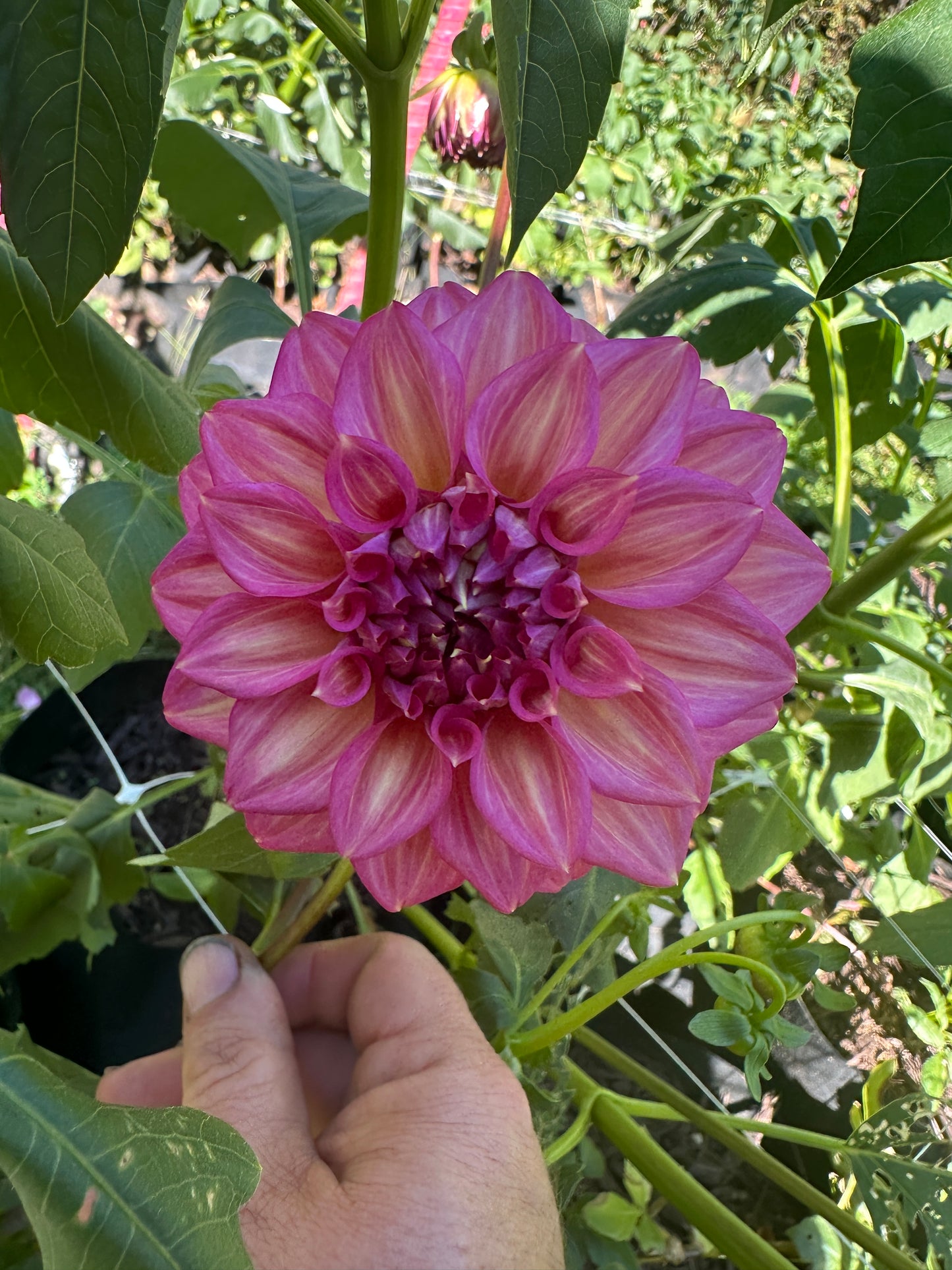 Belle (Juliette)