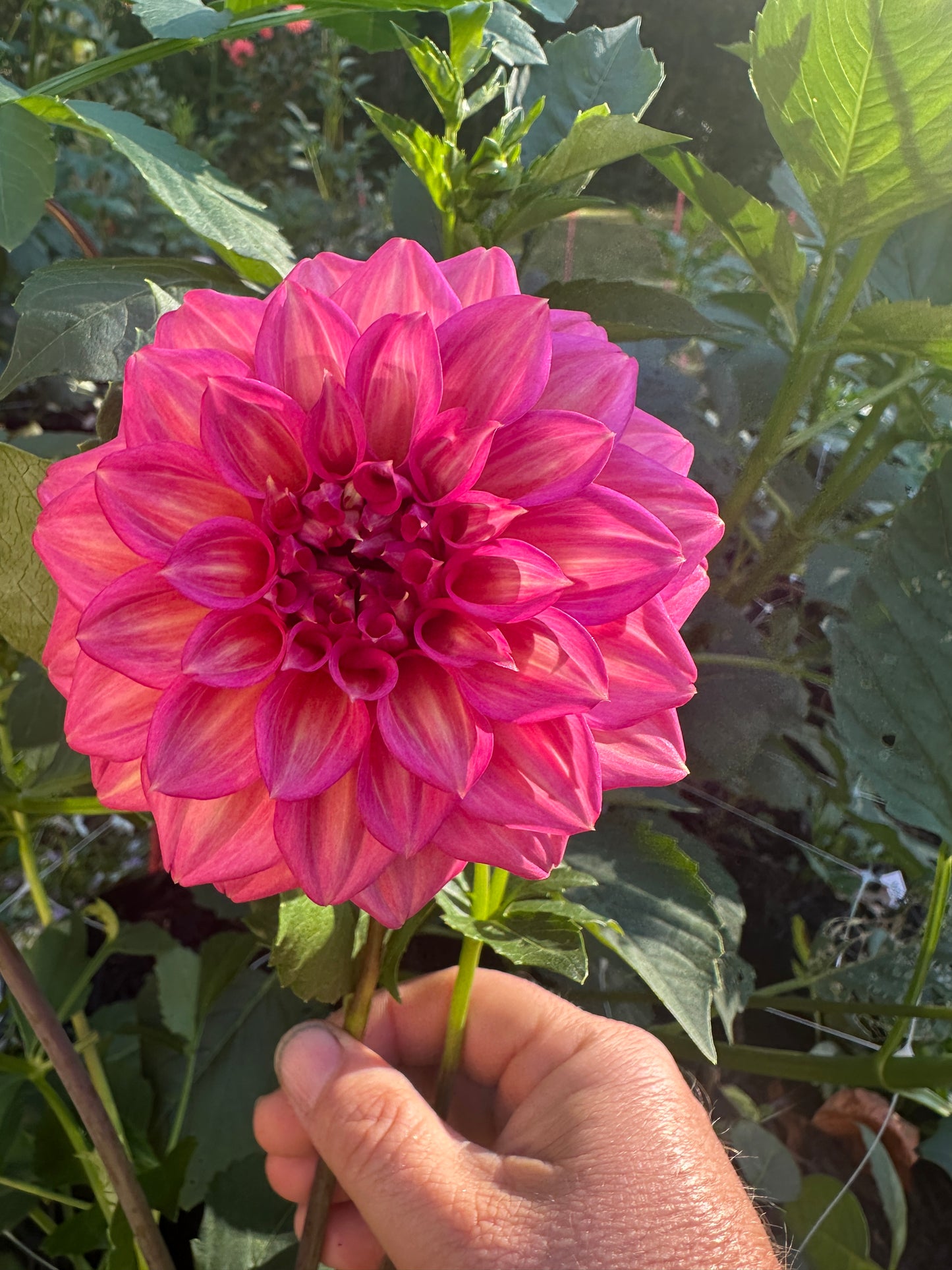 Belle (Juliette)