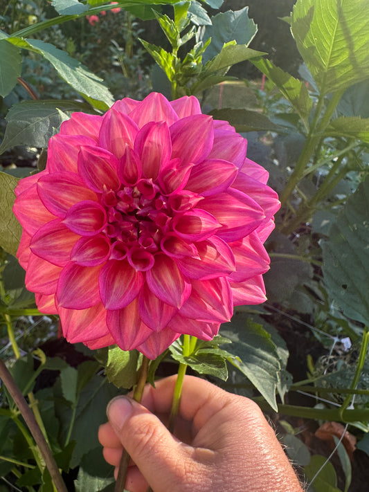 Belle (Juliette)
