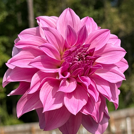 Bell's Roslyn