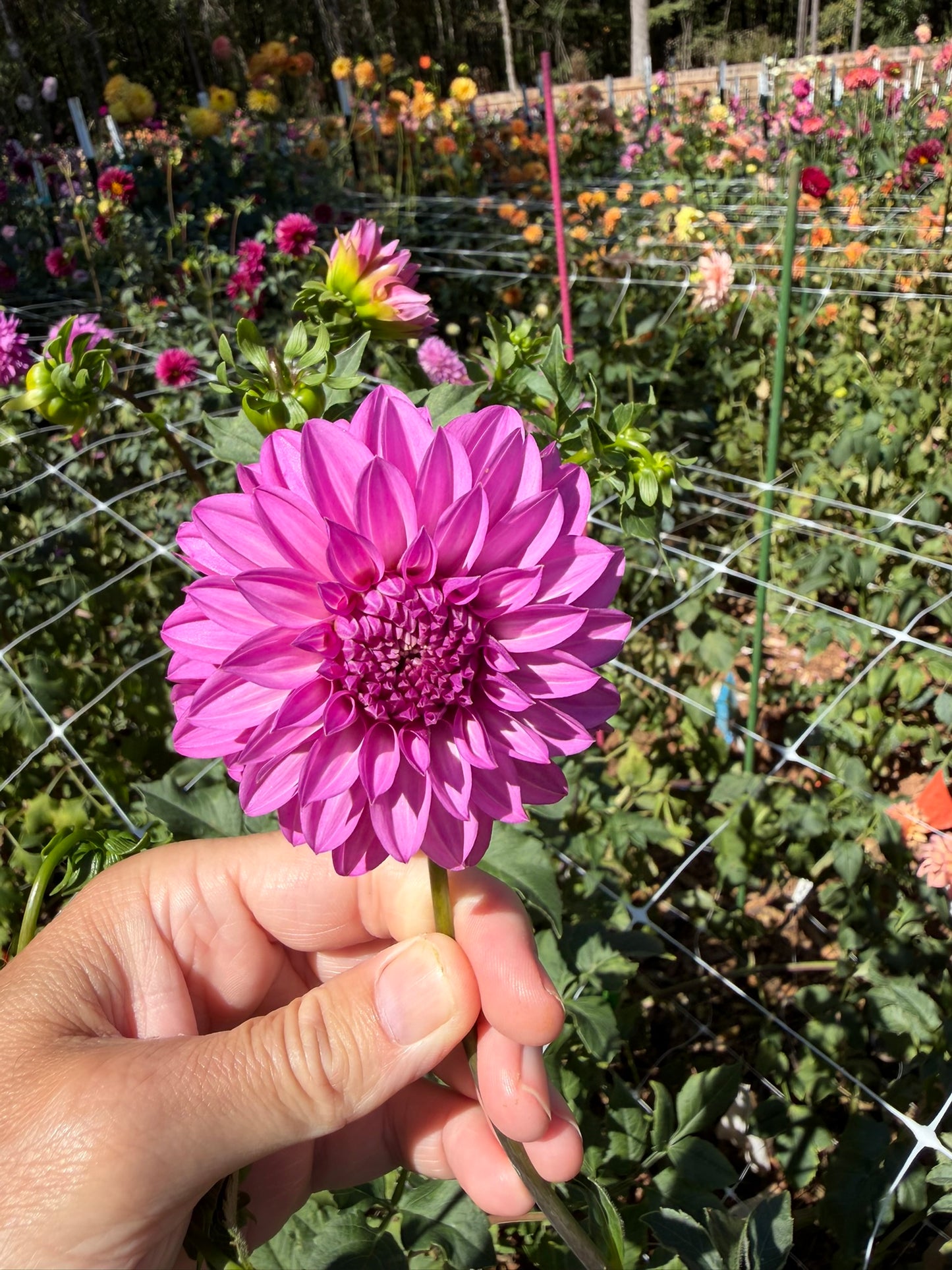 Bloomquist Bring Forth