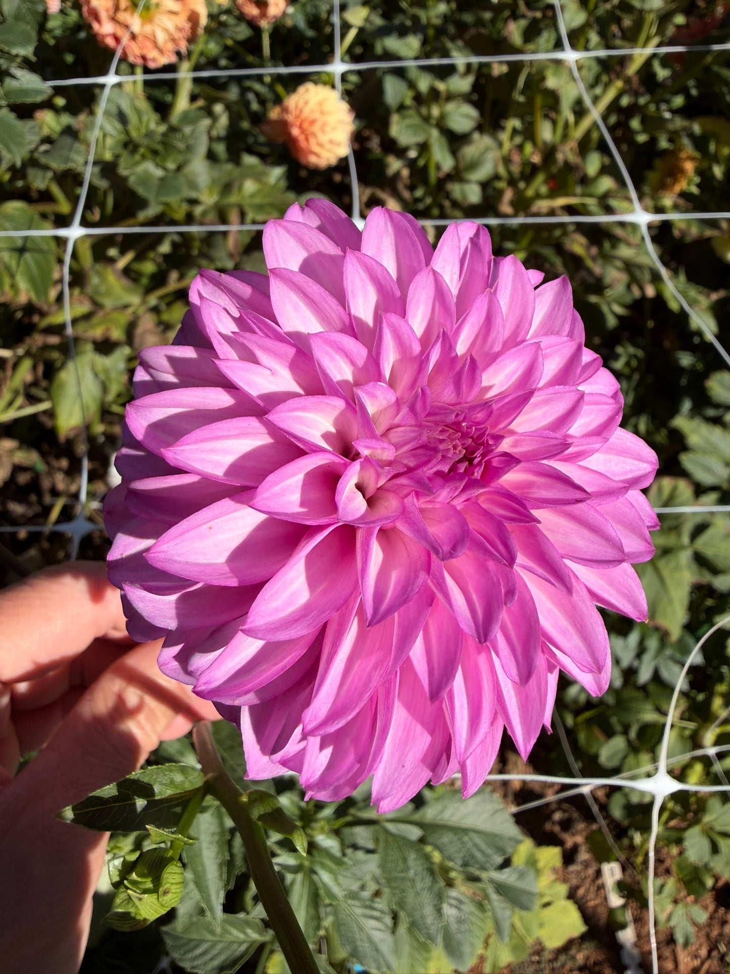 Bloomquist Bring Forth