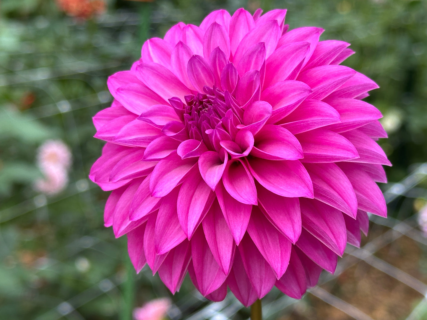 Bloomquist Bring Forth