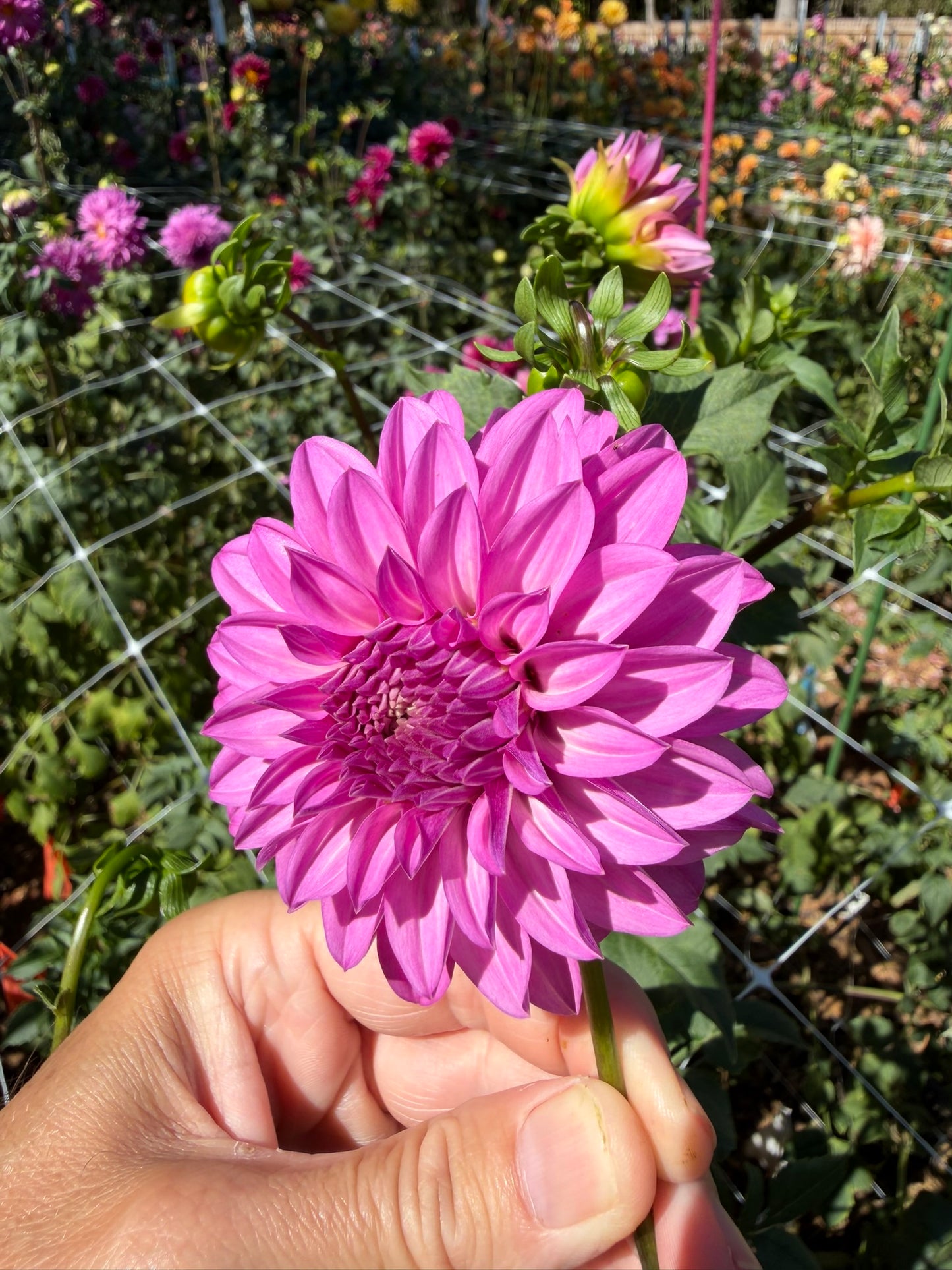 Bloomquist Bring Forth