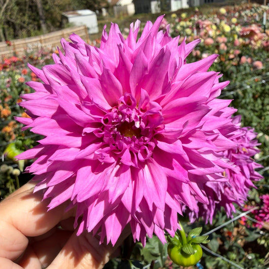 Bloomquist Divination