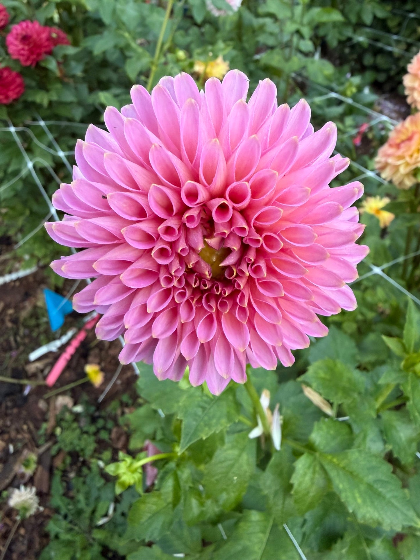 Bloomquist Pink Parfait