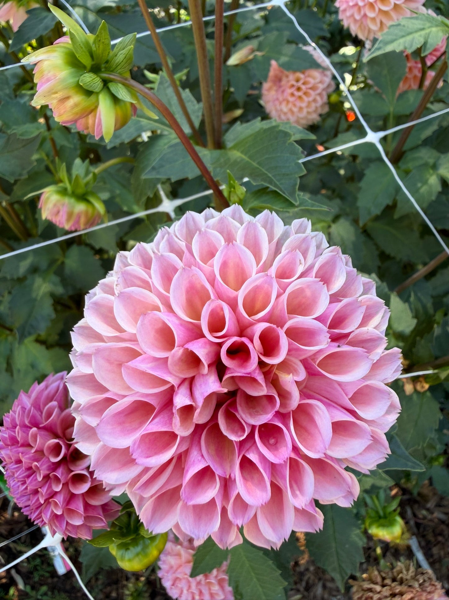 Bracken Rose
