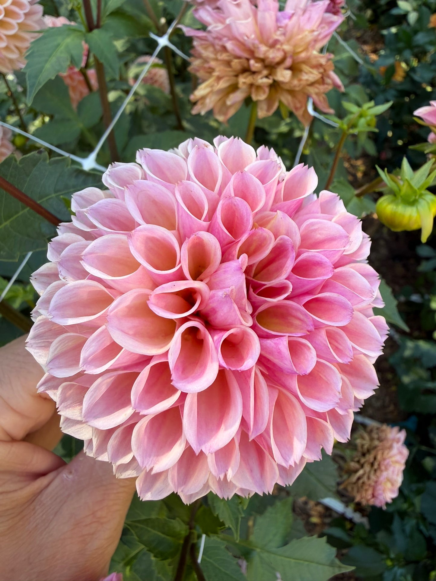 Bracken Rose