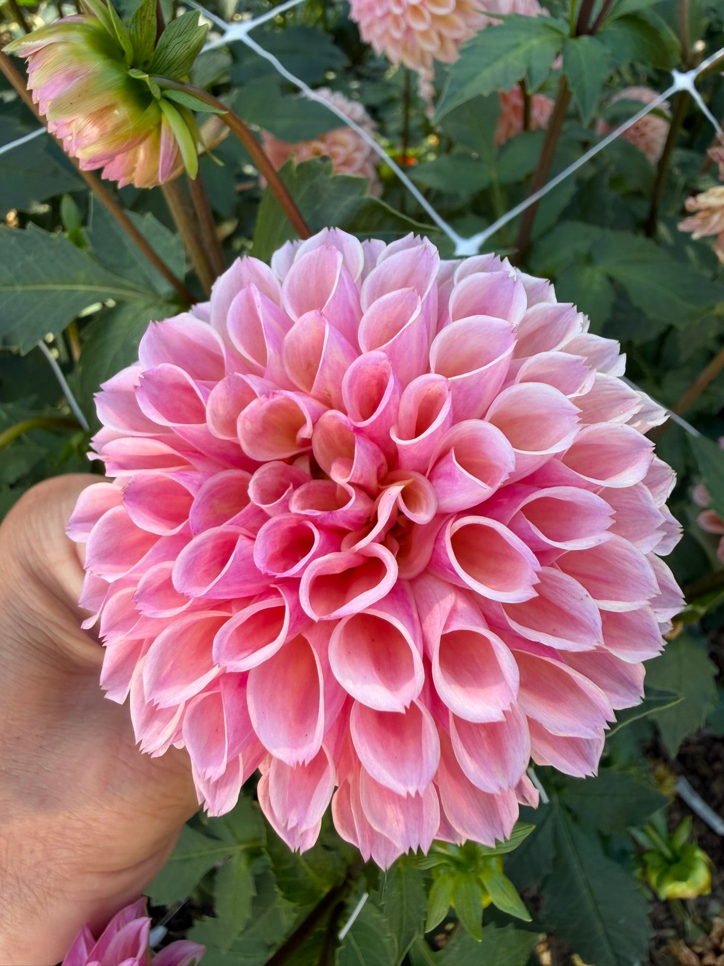 Bracken Rose