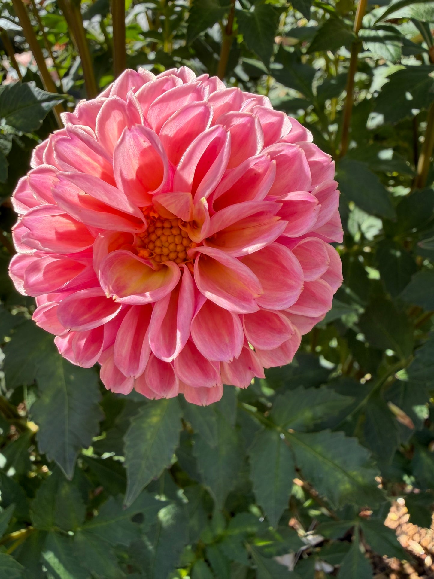 Bracken Rose