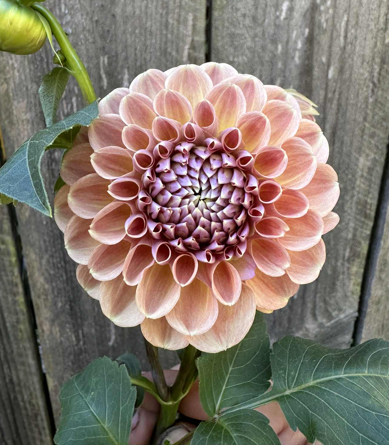 Breannon