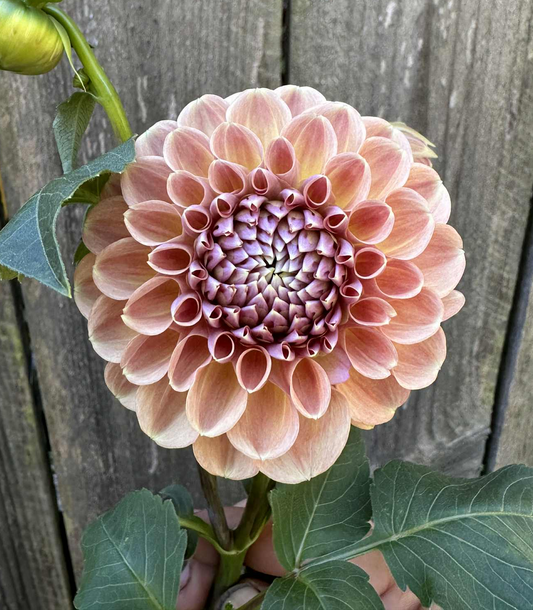 Breannon