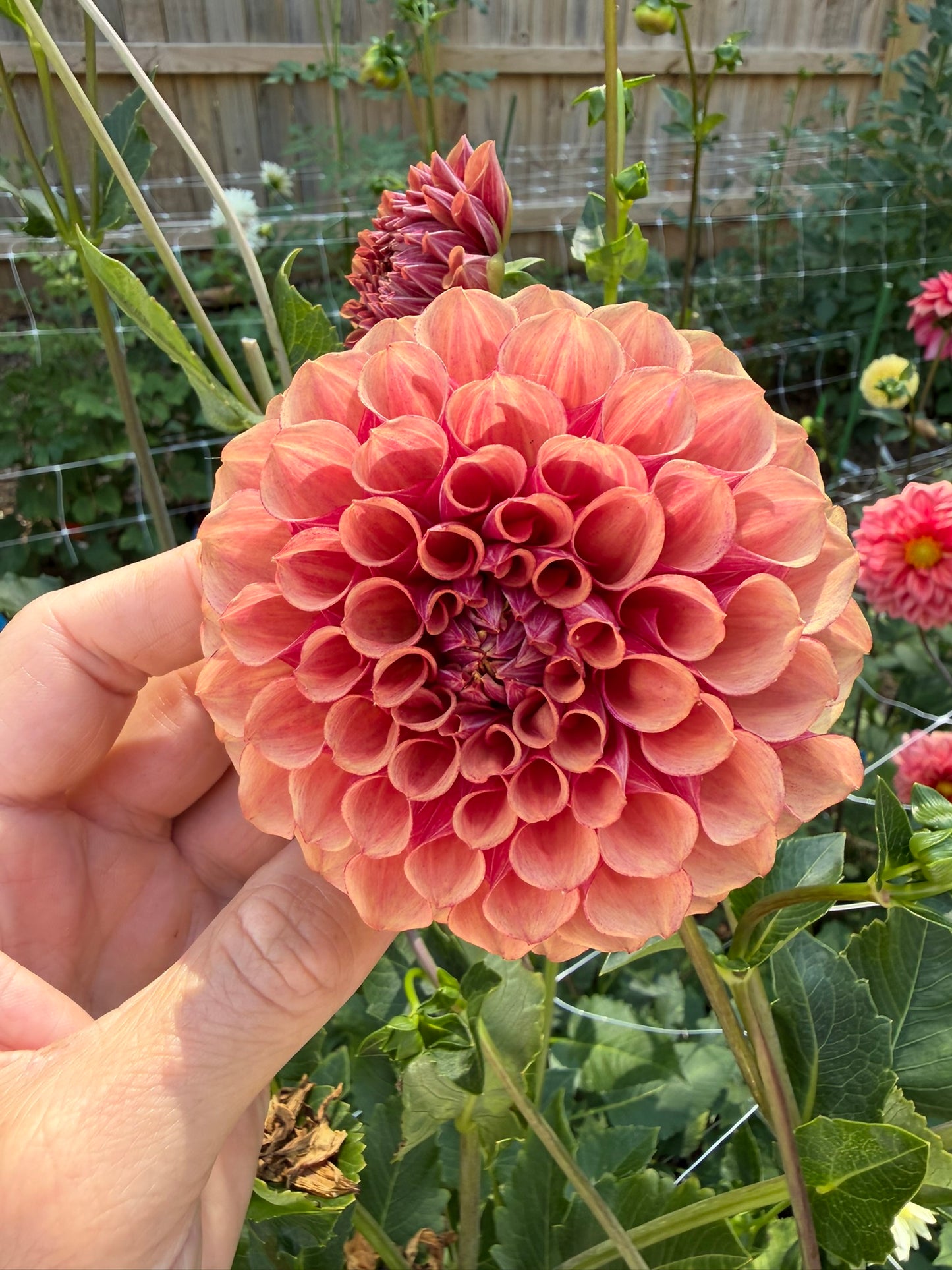 Burfoot Desert Rose