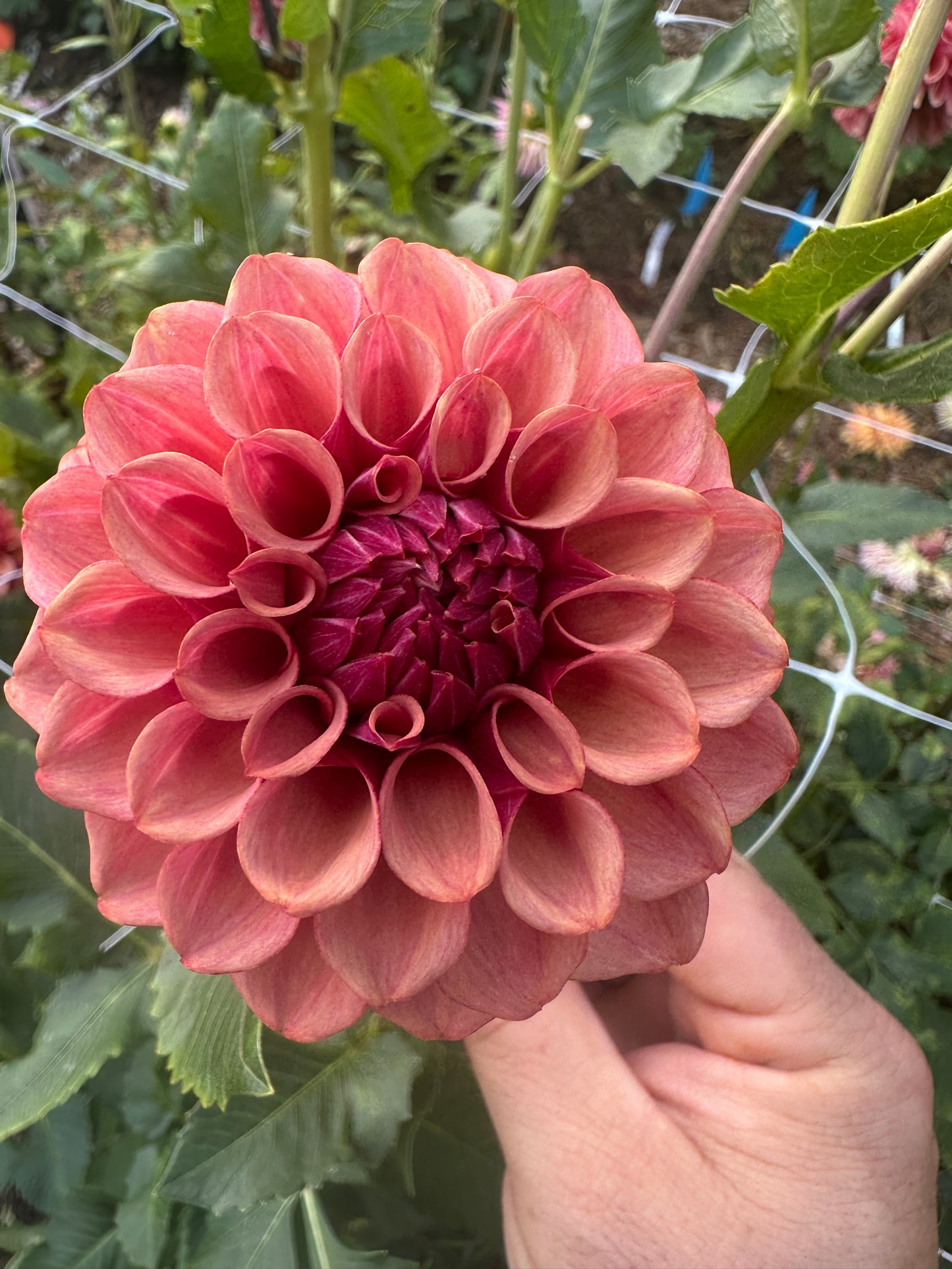 Burfoot Desert Rose