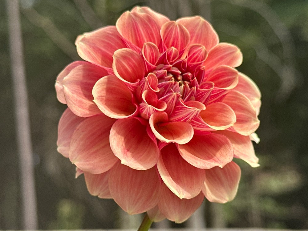 Burfoot Desert Rose