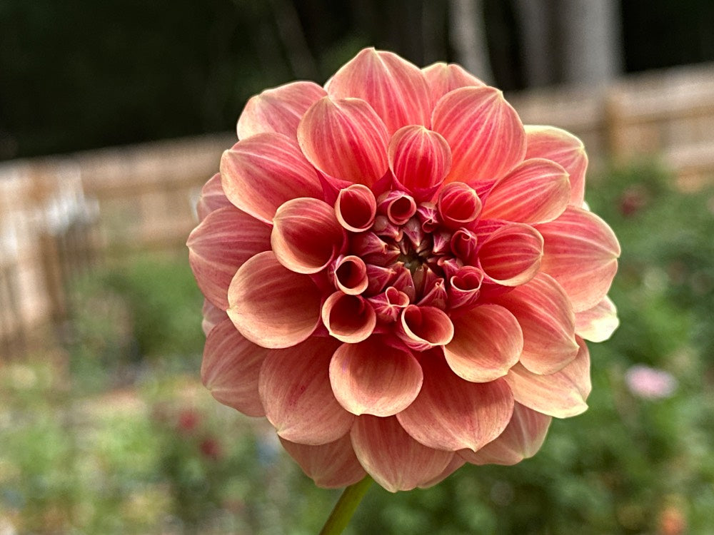 Burfoot Desert Rose