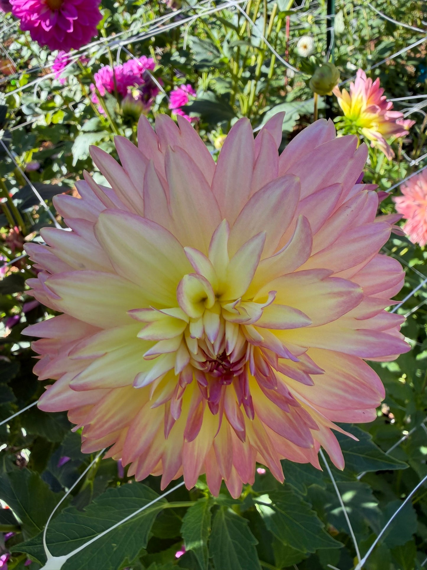 Burfoot Lotus