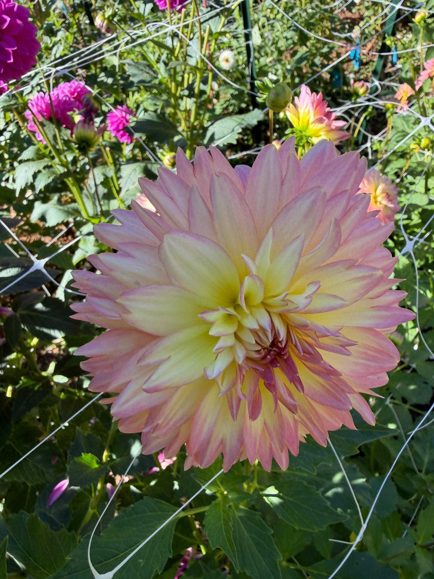 Burfoot Lotus