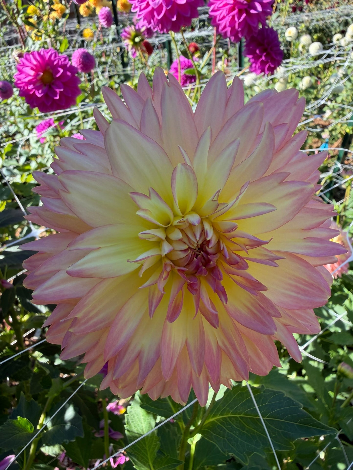 Burfoot Lotus