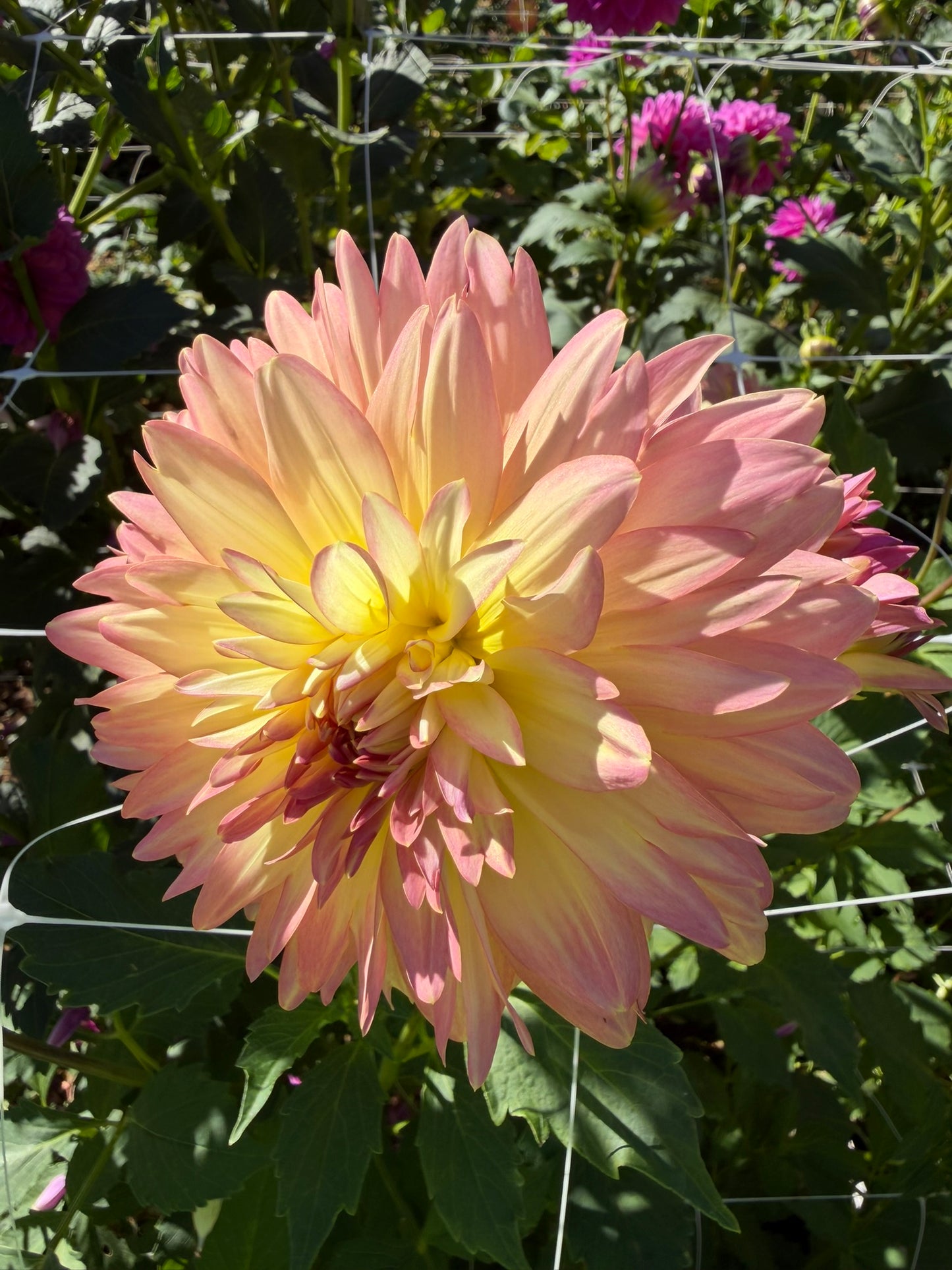 Burfoot Lotus