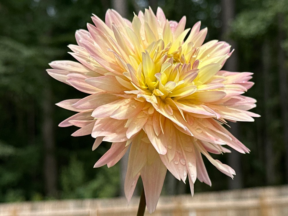 Burfoot Lotus