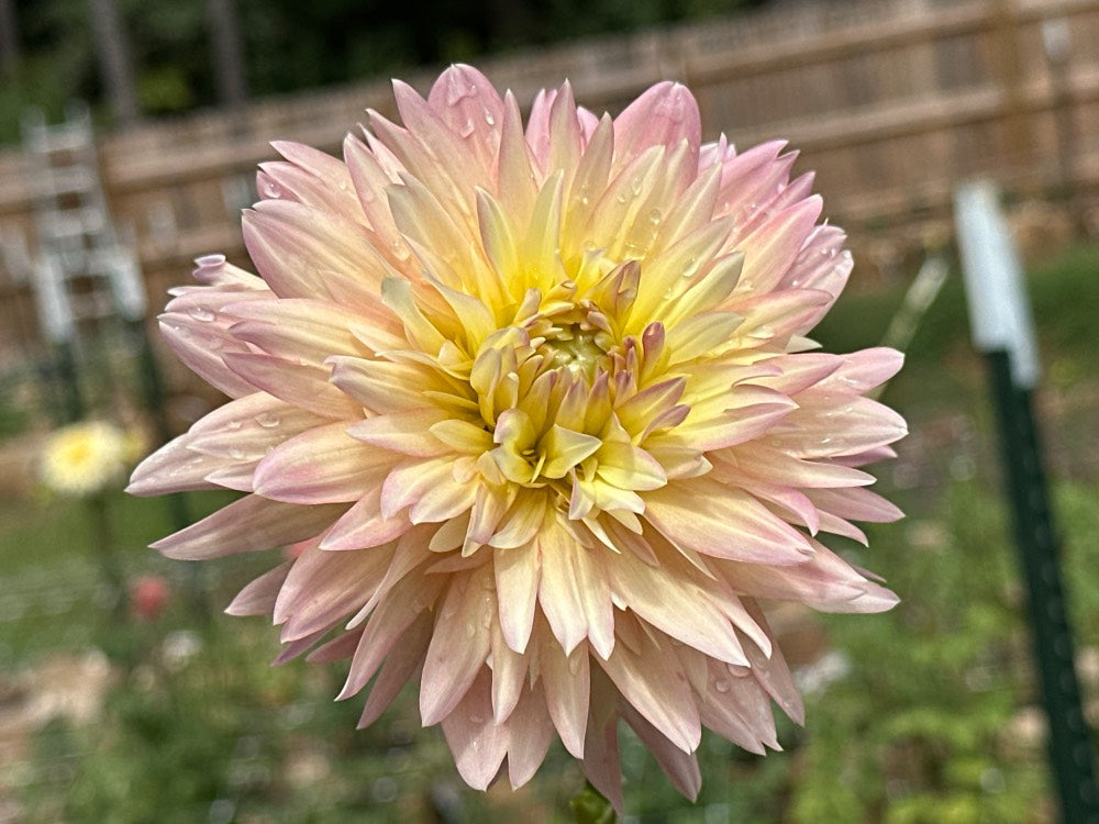 Burfoot Lotus
