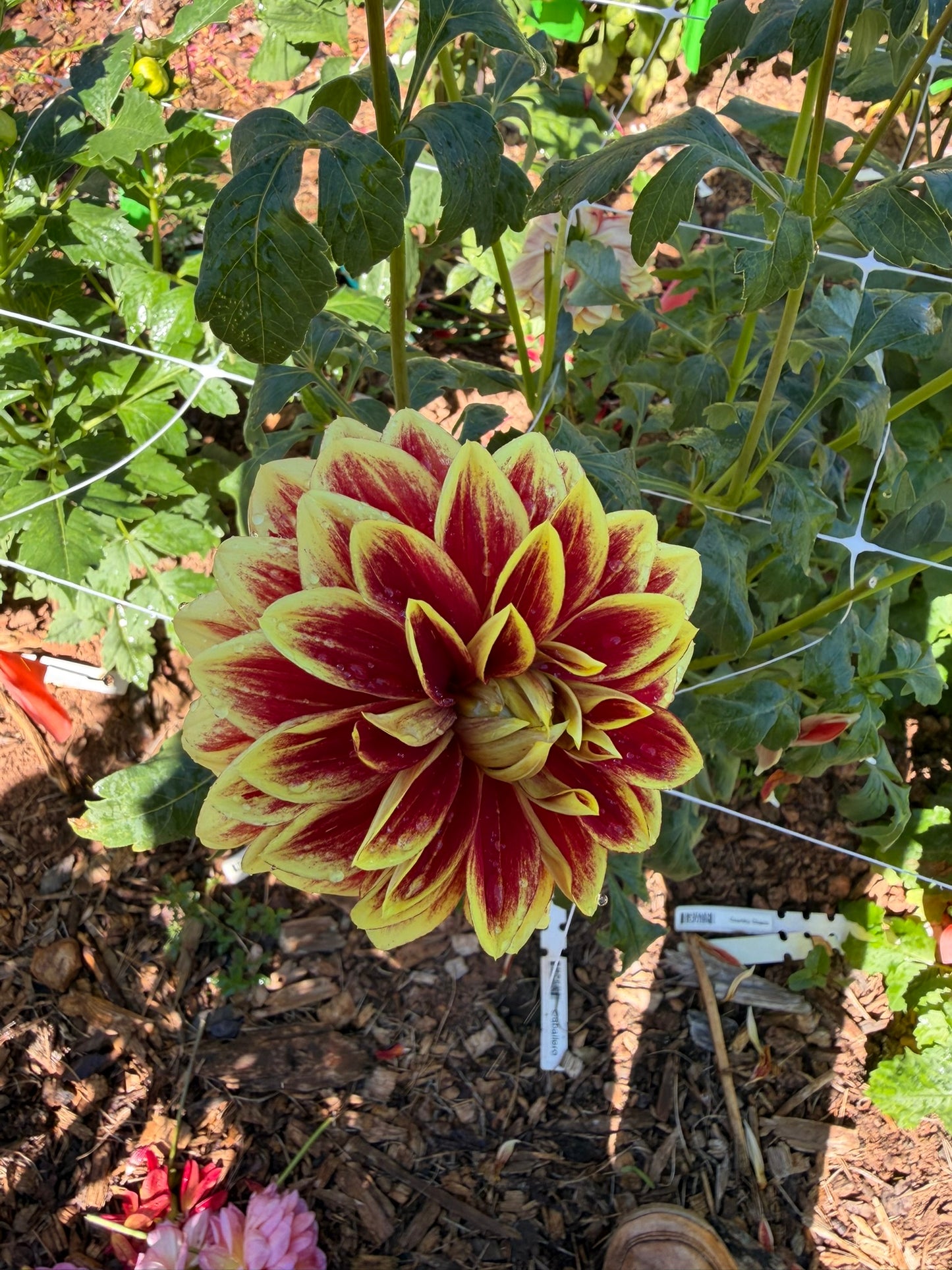Caballero