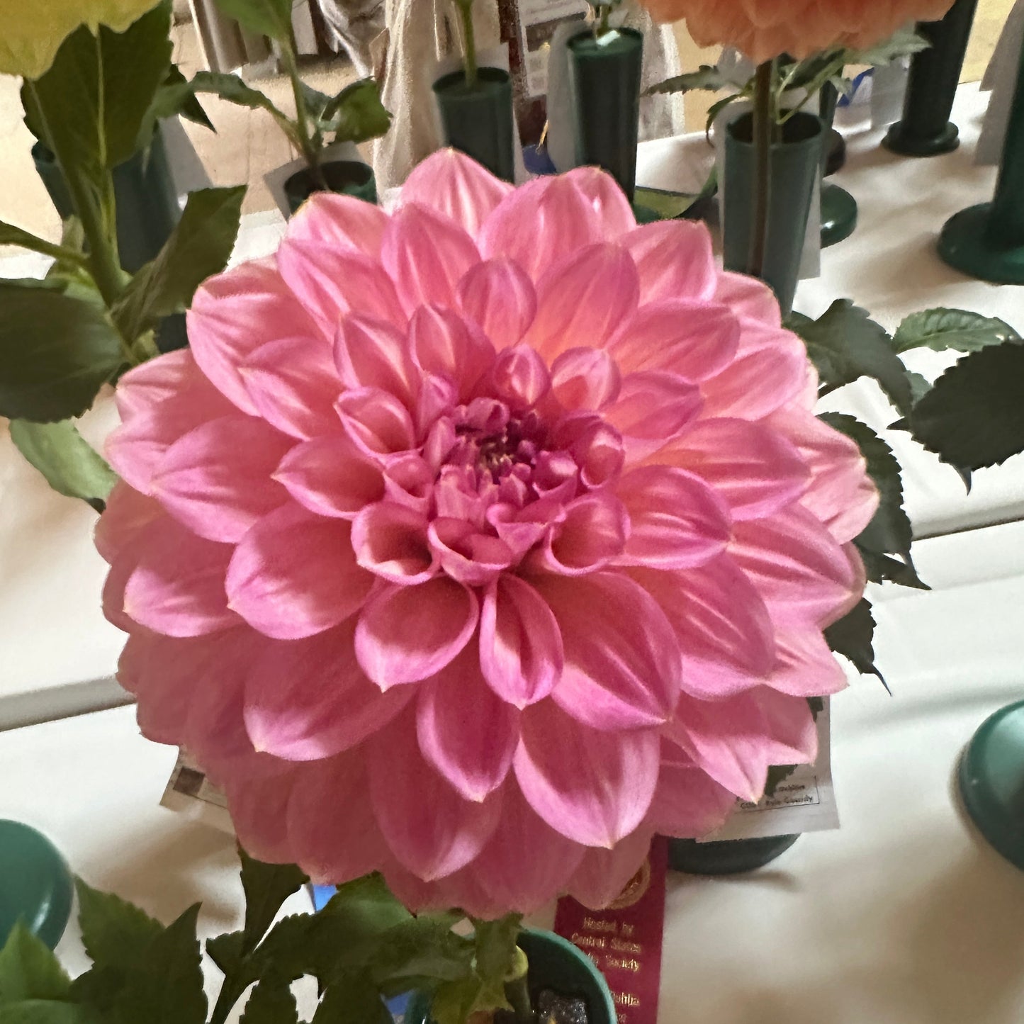 Cameo Peach