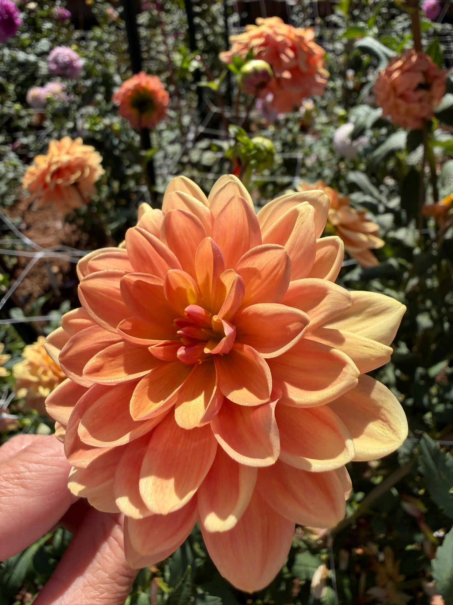 Charlie Dimmock