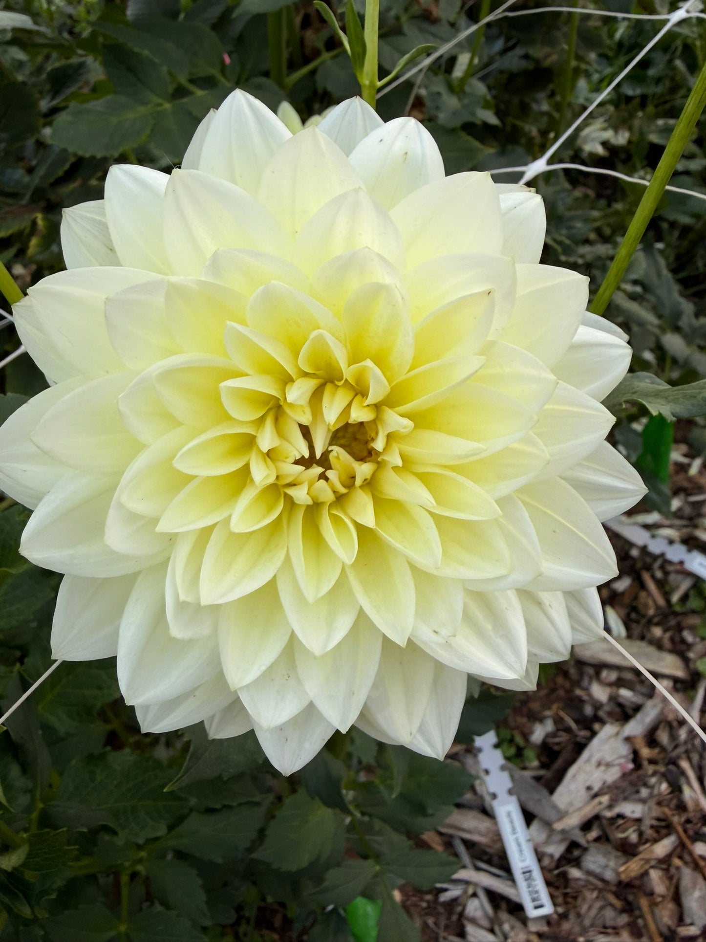 Cream Beauty