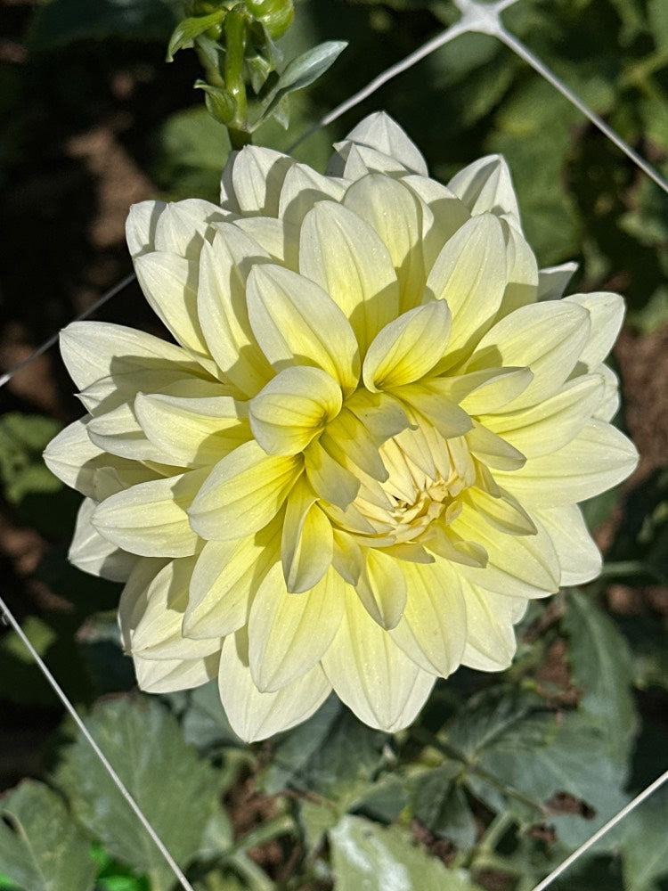 Cream Beauty