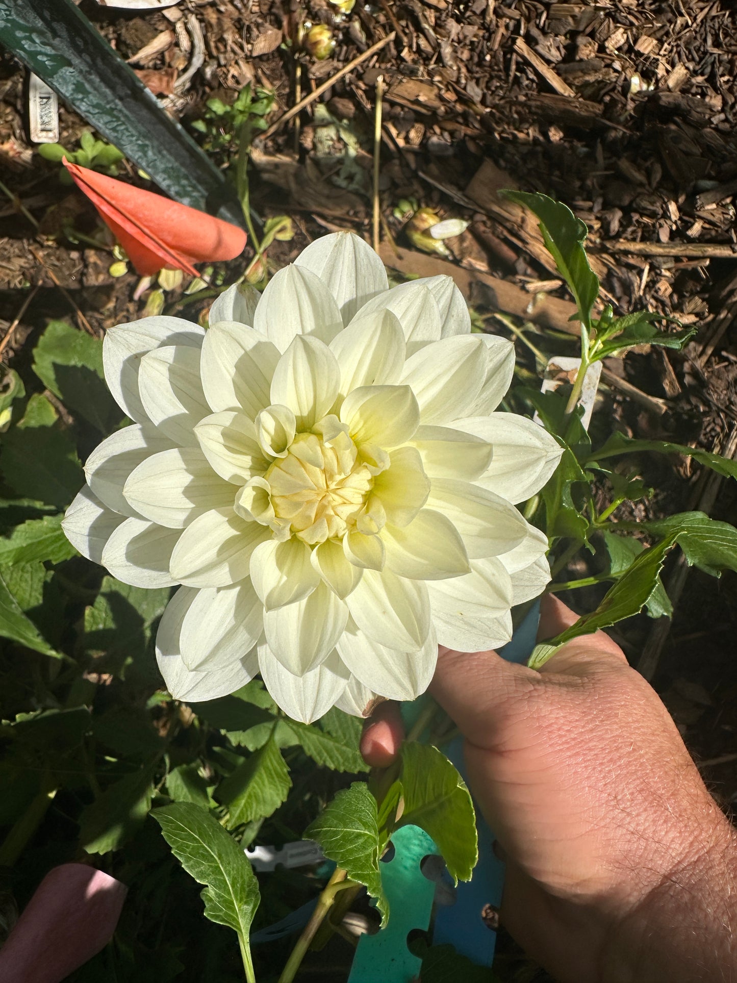 Daisy Adair