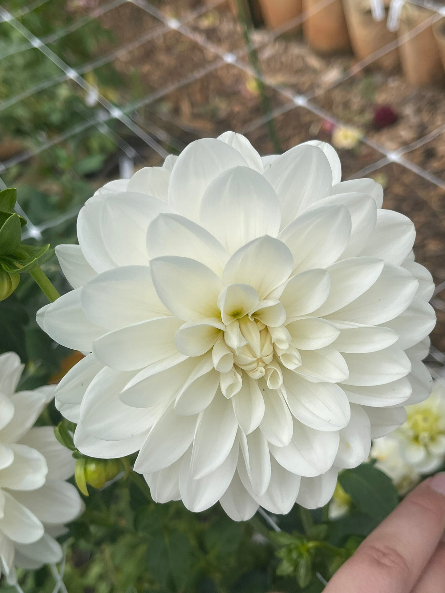 Daisy Adair
