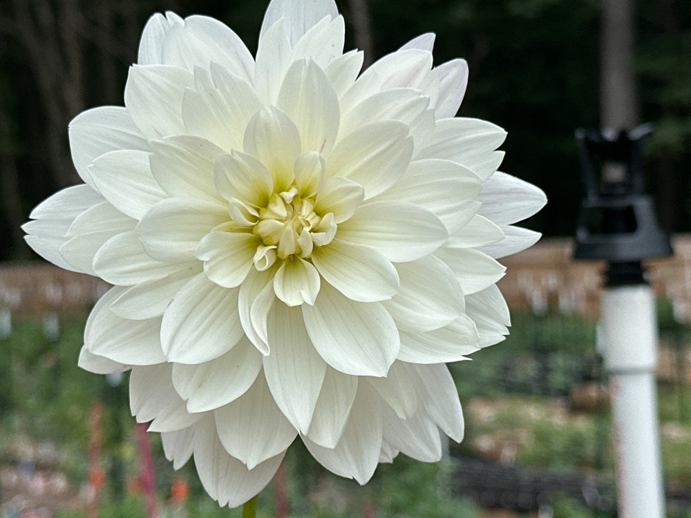 Daisy Adair