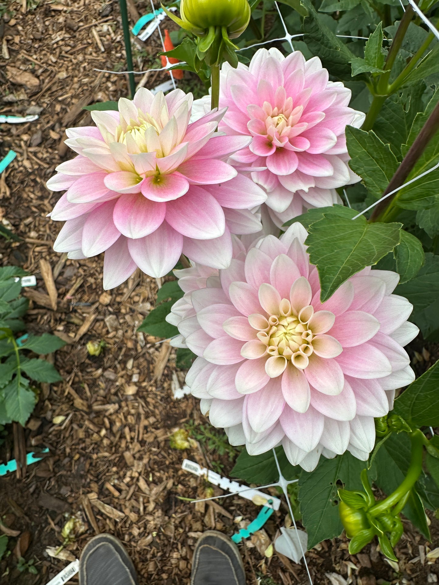 Dapex Pink Delight