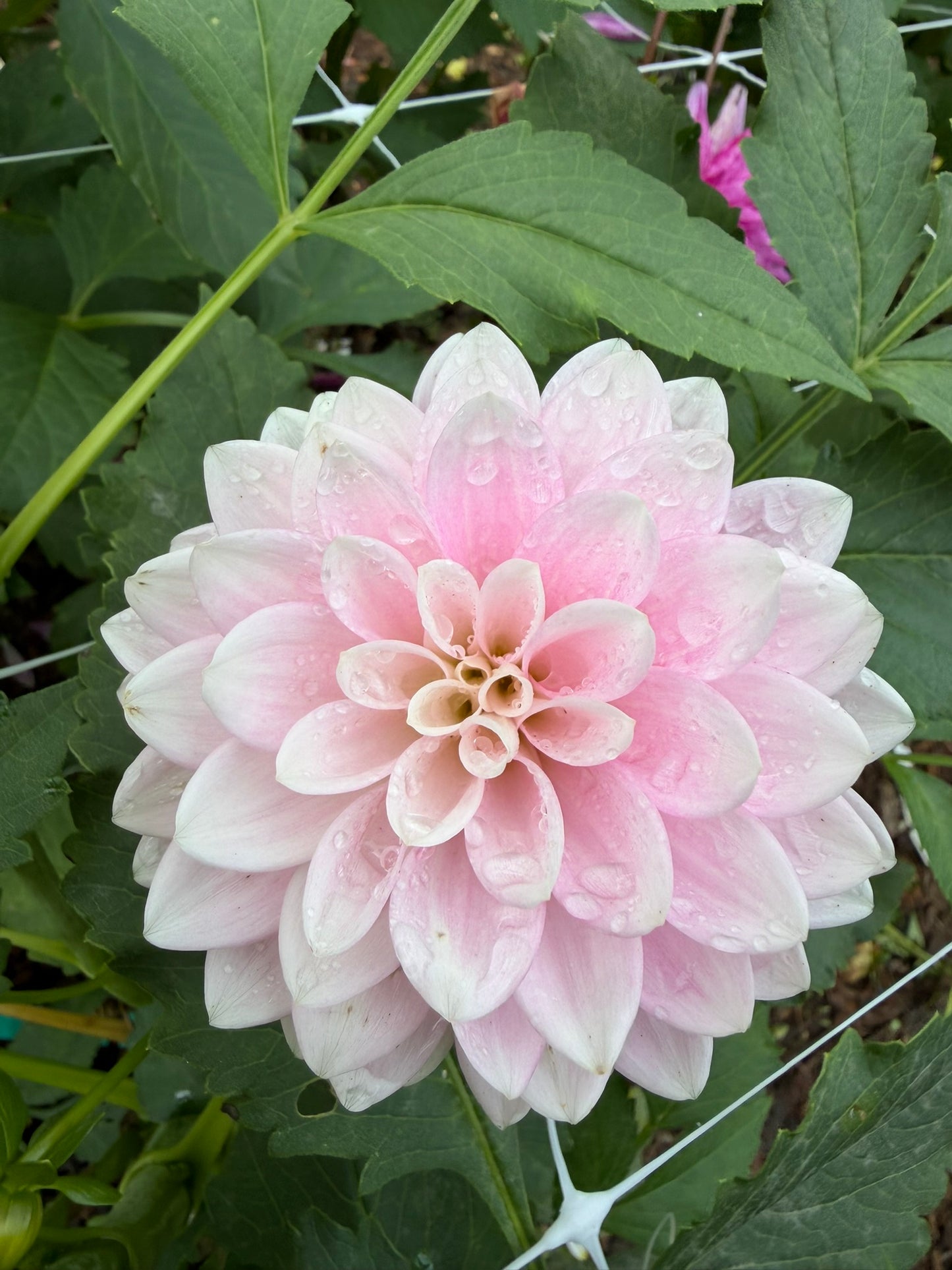 Dapex Pink Delight