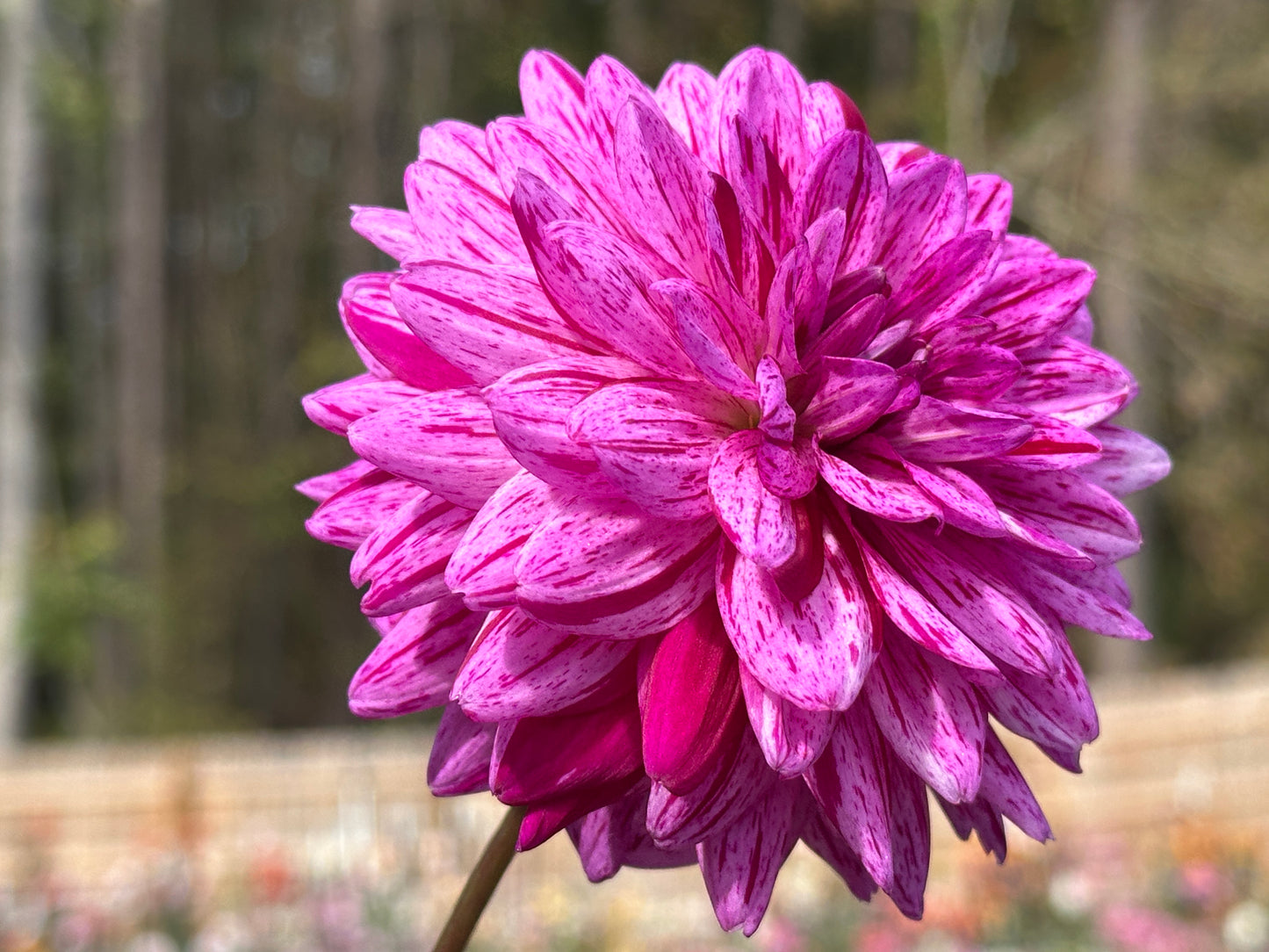 Egapark Erfurt