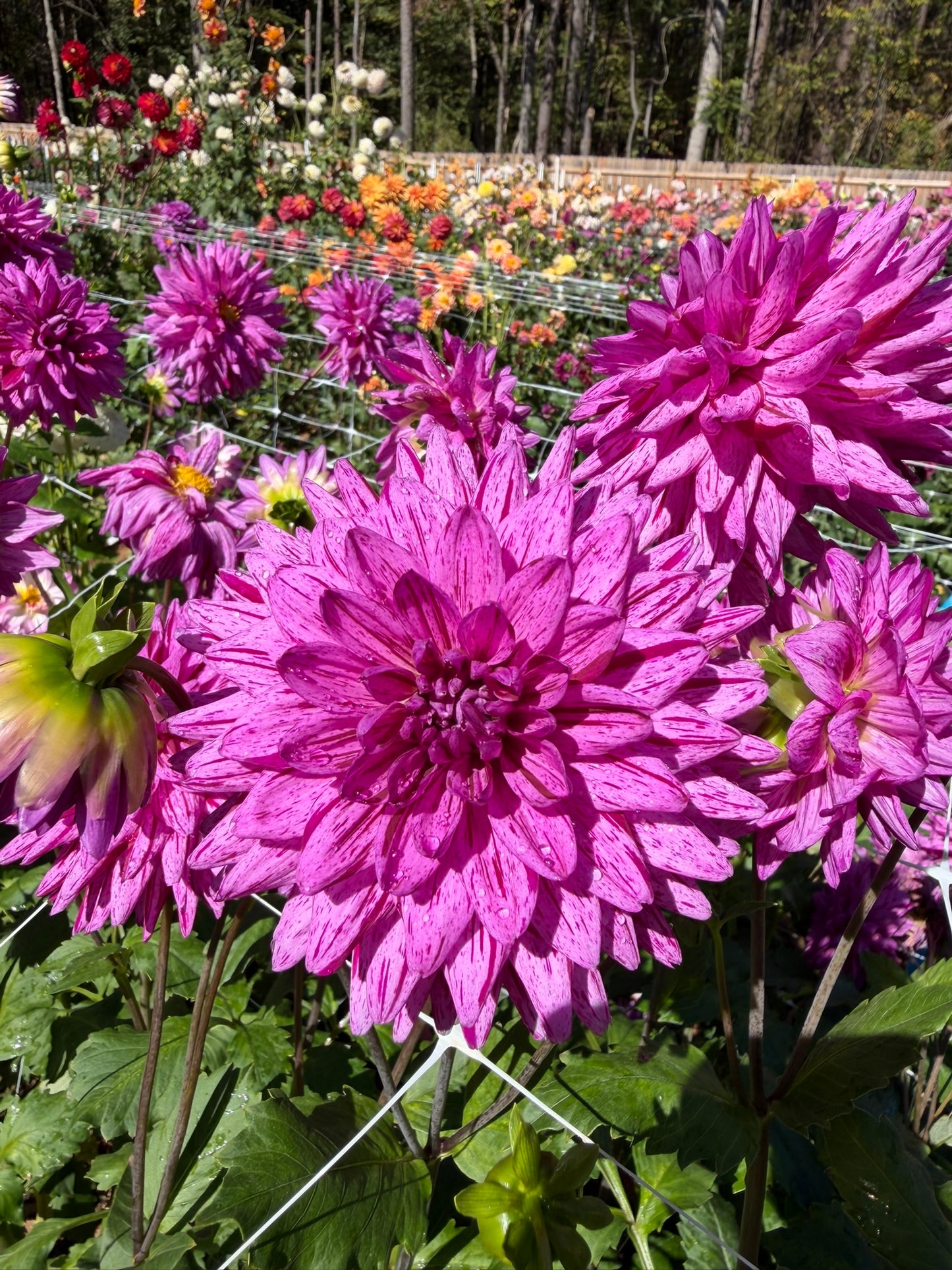Egapark Erfurt